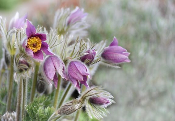 flower-3283322_1280